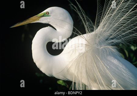 Silberreiher, Nahaufnahme Stockfoto