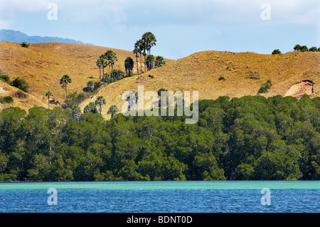 Mangroven (Rhizophora) und asiatischen Palmyra Palmen (Borassus Flabellifer) Nationalpark Komodo, Indonesien, Südostasien Stockfoto