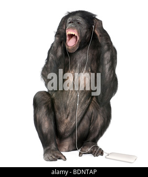 Mischling zwischen Schimpanse und Bonobo, Musikhören, 20 Jahre alt, vor weißem Hintergrund Studio gedreht Stockfoto