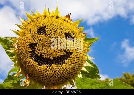 Eine Sonnenblume mit einem Smiley-Gesicht in seinen Samen geschaffen. Stockfoto
