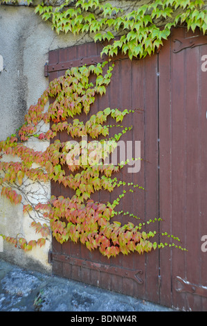 Alte hölzerne Garagentore Efeu Überklettern Stockfoto