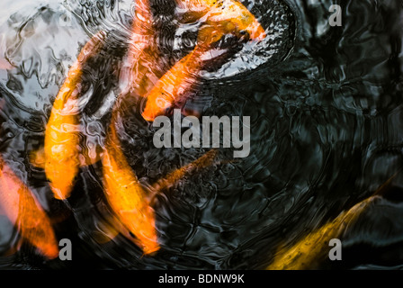 Golden-Koi-Karpfen schwimmen im Teich Stockfoto