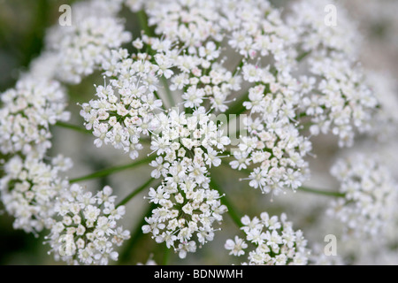 Boden Holunder (Aegopodium Podagraria) England, UK Stockfoto