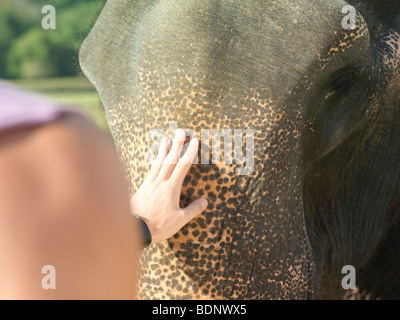 Junge Frau streicheln Elefant, close-up, Ansicht von hinten Stockfoto