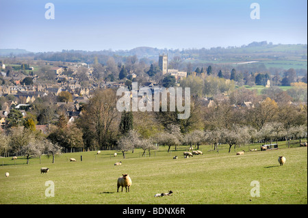 SCHAFE IN BEREICHEN RUND UM DIE COTSWOLD STADT VON CHIPPING CAMPDEN GLOUCESTERSHIRE UK Stockfoto