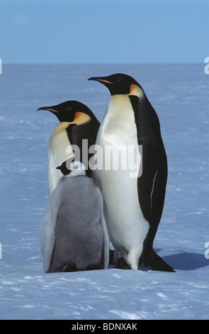 Antarktis, Weddel-Meer, Atka Bay, Kaiser-Pinguin-Familie Stockfoto