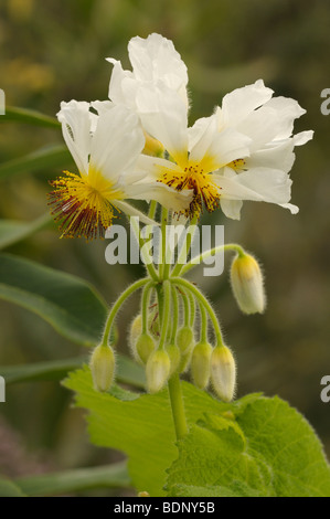 Afrikanische Hanf (Sparrmannia Africana), Blumen. Stockfoto