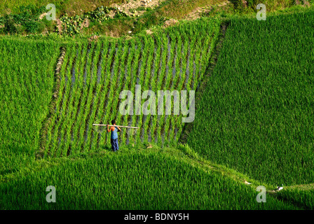 Mitglieder der Miao-Minderheit bei Arbeiten in die Reis-Terrassen von Xijiang, Guizhou, Südchina, China, Asien Stockfoto