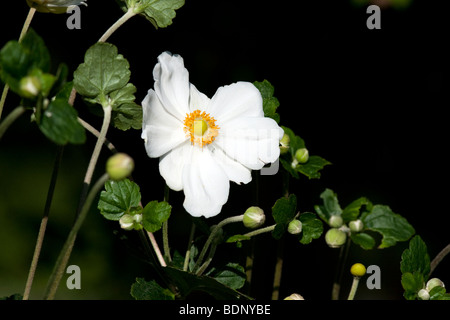 Japanische Anenome Honorine Jobert Butterblume erhob. Stockfoto