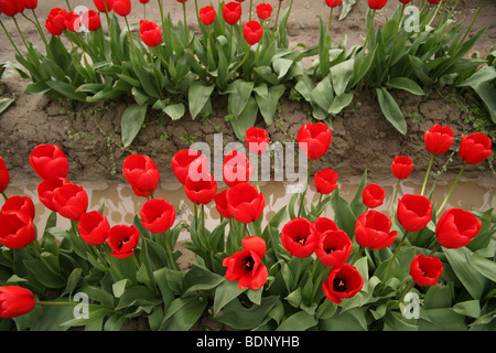 Tulpen im Feld im Skagit Valley, Washington Stockfoto