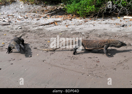 Komodo-Warane (Varanus Komodoensis), Insel Rinca, Komodo National Park, Indonesien, Südostasien Stockfoto