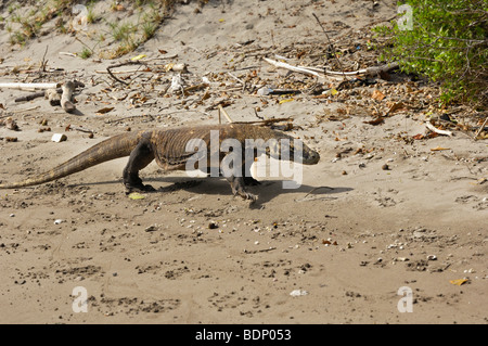 Komodo-Waran (Varanus Komodoensis), Insel Rinca, Komodo National Park, Indonesien, Südostasien Stockfoto