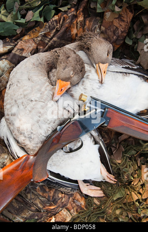 Zwei Graugänse, fotografiert mit einer Schrotflinte und Tarnung Stockfoto