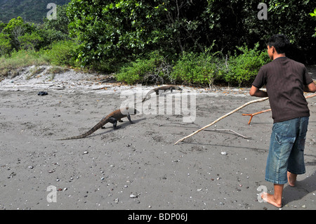 Komodo-Warane (Varanus Komodoensis), Insel Rinca, Komodo National Park, Indonesien, Südostasien Stockfoto