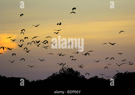 Fledermaeuse (Pteropodidae), Kalong Mangrove Insel Komodo National Park, Indonesien, Südostasien Stockfoto