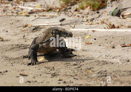 Komodo-Waran (Varanus Komodoensis), Insel Rinca, Komodo National Park, Indonesien, Südostasien Stockfoto