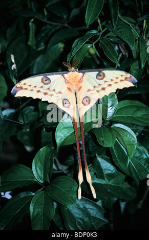 Afrika, Madagaskar, Großaufnahme eines Kometen Motten oder Mondmotte (Argema Mittrei) Stockfoto