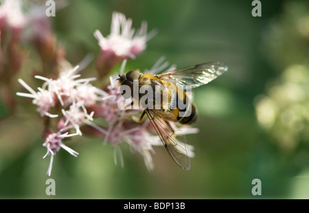 Drohne fliegen oder Dronefly (Eristalis Tenax) auf Blume Stockfoto