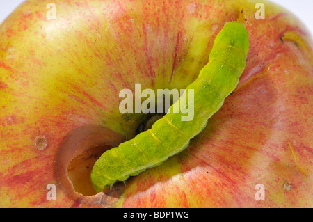 Winkel-Farbtöne (Phlogophora Meticulosa), Raupe, einen Apfel essen Stockfoto