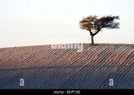 Steineiche auf der Oberseite ein Weizenfeld, Andalusien, Spanien Stockfoto