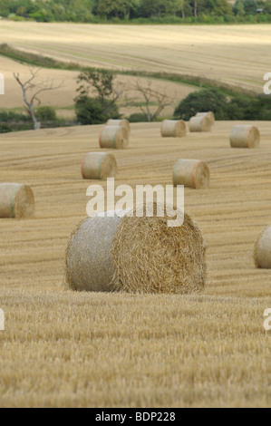 Heuballen in einem frisch geernteten Weizenfeld in Schottland Stockfoto