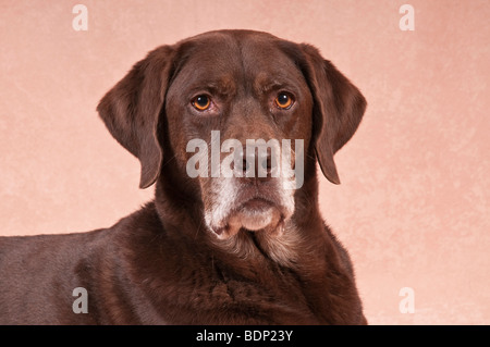 Labrador Retriever-Jagd-Hund-mix Stockfoto