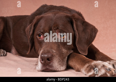 Labrador Retriever-Jagd-Hund-mix Stockfoto