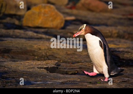 Yellow Eyed Penguin, Megadyptes Antipodes in der Catlins Forest an den versteinerten Wald bei Porpoise Bay und Curio Bay, Southland Stockfoto