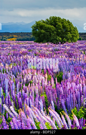 Bereich von Russell Lupinen Lupinus Polyphyllus, in der Eglinton River Valley im Fiordland National Park entlang der Milford Road, South Stockfoto