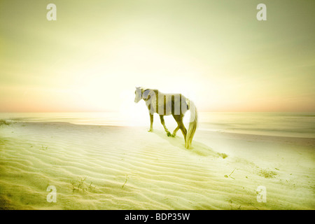 Ein Pony auf einem sandigen Strand Stockfoto