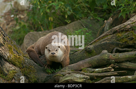 Europäische Otter (Lutra Lutra) in Gefangenschaft Stockfoto