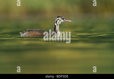 Great Crested Grebe (Podiceps Cristatus) Küken Stockfoto