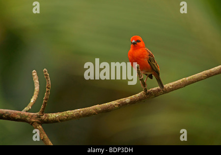 Madagaskar-Fody (Foudia Madagascariensis) in Gefangenschaft Stockfoto