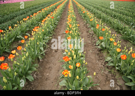 Tulpen im Feld im Skagit Valley, Washington Stockfoto