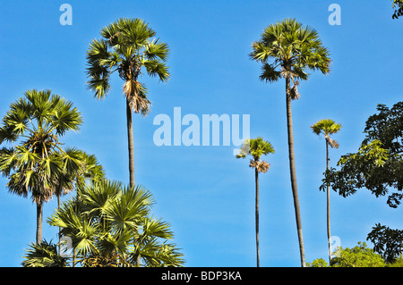 Asiatische Palmyra Palms (Borassus Flabellifer), Komodo National Park, Indonesien, Südostasien Stockfoto