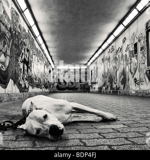 ein Hund mit traurig aber süßen Augen in einen unterirdischen Verbindungsgang in die Kamera schaut bedeckt in graffiti Stockfoto