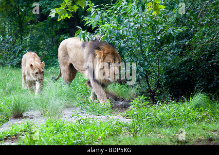 Löwe und Cub im Bronx Zoo in New York Stockfoto