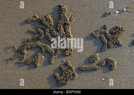 Kugeln aus Sand erstellt von Sand Bubbler Crabs (Scopimera Inflata) am Strand bei Sonnenuntergang, Darwin, Northern Territory, Australien Stockfoto