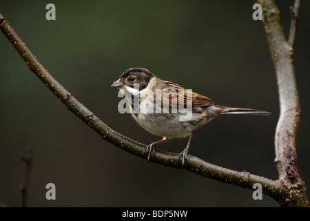 Männliche REED BUNTING, Emberiza schoeniclus Stockfoto