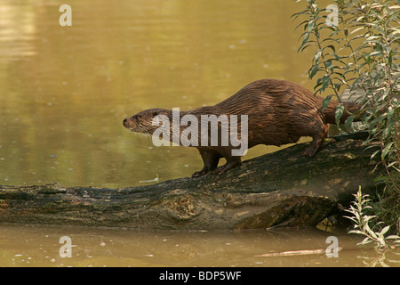 Europäische Otter (Lutra Lutra) in Gefangenschaft Stockfoto