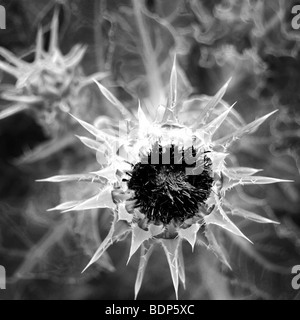Diese Nahaufnahme von Mariendistel am Rande der Eröffnung, erschossen im Infrarotbereich, zeigt eine interessante Zusammenfassung. Stockfoto