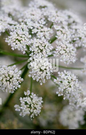 Boden Holunder (Aegopodium Podagraria) England, UK Stockfoto