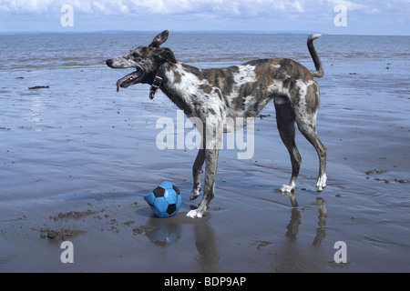 Lurcher Hund mit Ball am Strand spielen. Somerset Stockfoto