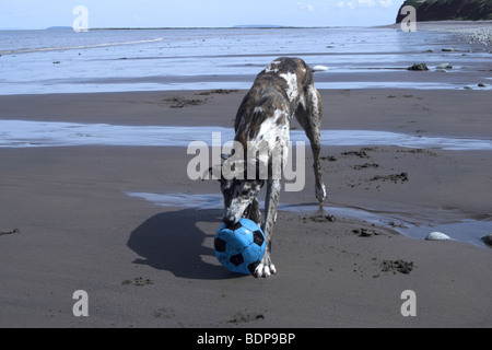 Lurcher Hund mit Ball am Strand spielen. Somerset Stockfoto