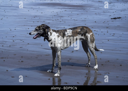 Lurcher stehen am Strand zu keuchen. Somerset Stockfoto