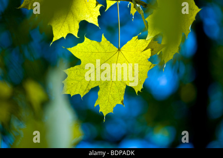 Ahornblatt Herbst. Flachen Fokus Stockfoto
