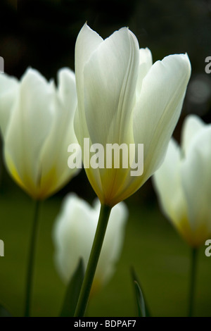 Tulpen in voller Blüte. Stockfoto