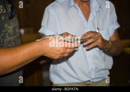 Kirche der Jungfrau Maria Lagouvarda Jungfrau Maria von den Schlangen in Markopoulo auf griechischen Insel von Kefalonia Griechenland GR Stockfoto