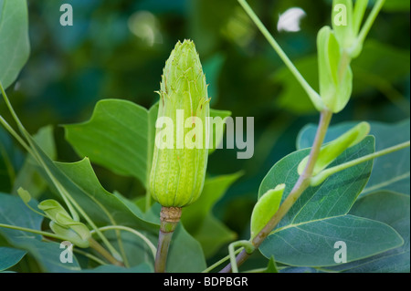 Frucht der MAGNOLIACEAE Magnolie LIRIODENDRON TULIPIFERA Tulpe Tuliptree Baum Tulpenbaum gelb grüne Spitzen Stockfoto