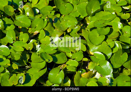 Nymphoides Peltata gelbe schwimmende Herzen Waterplant Pflanze grün Wasseroberfläche schwimmen Schwimmbad Abdeckung für Teich See Garten suchen Stockfoto